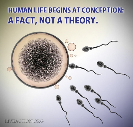 conception, fertilization, science, fact, life, human
