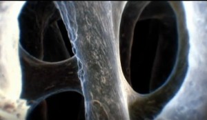 Human Bone credit: screen grab from Discovery video 