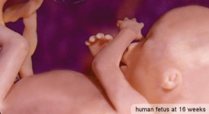 Human at about 16 weeks gestation.